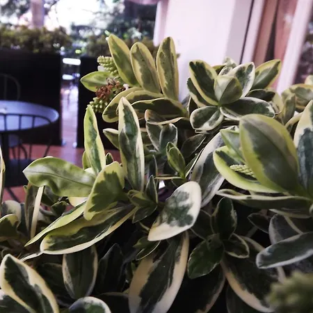 Bed & Breakfast Palazzo Da Passano *
